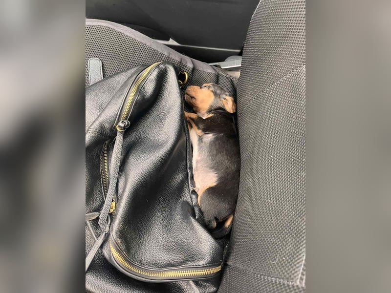 Lio sucht sein Für-immer-Zuhause