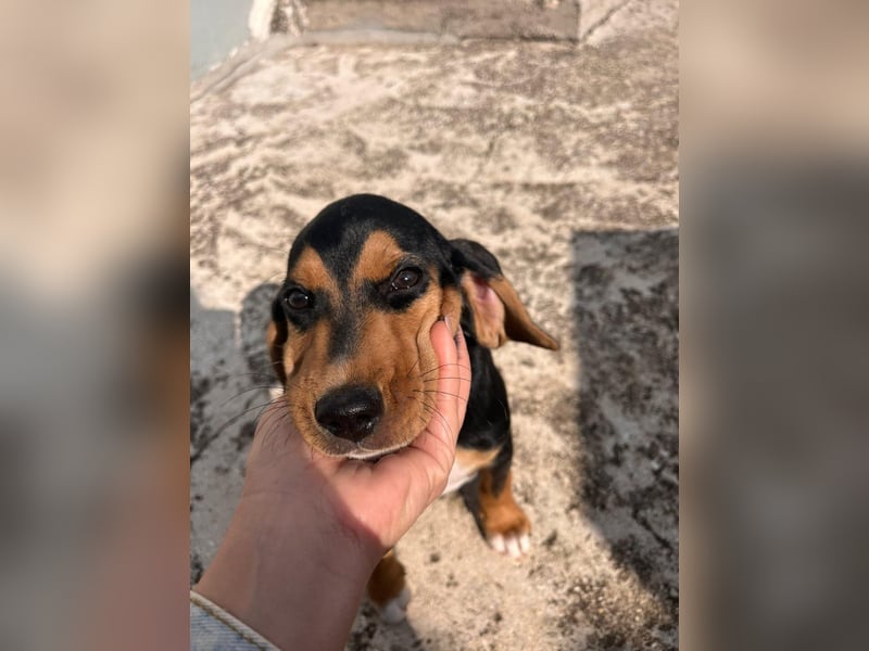 Lio sucht sein Für-immer-Zuhause