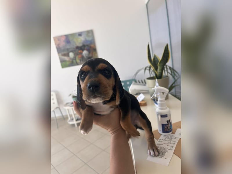 Lio sucht sein Für-immer-Zuhause