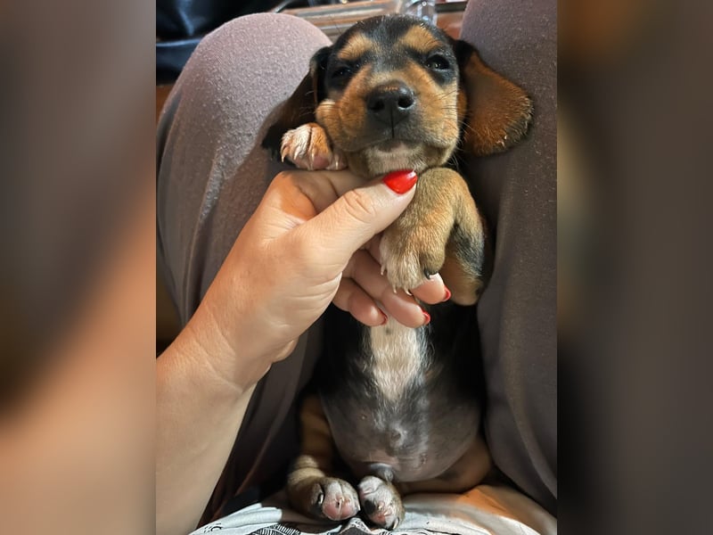 Lio sucht sein Für-immer-Zuhause