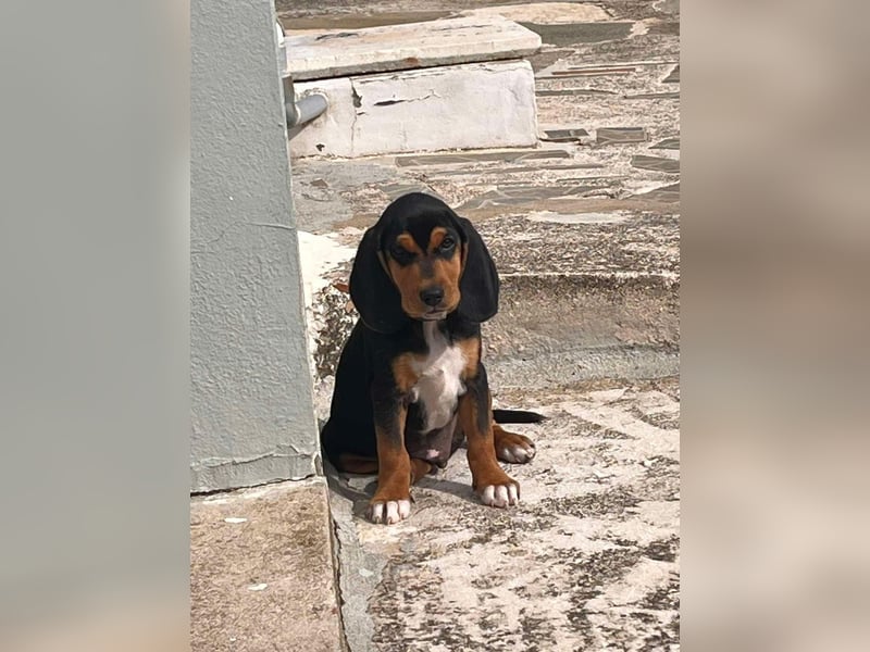 Lio sucht sein Für-immer-Zuhause