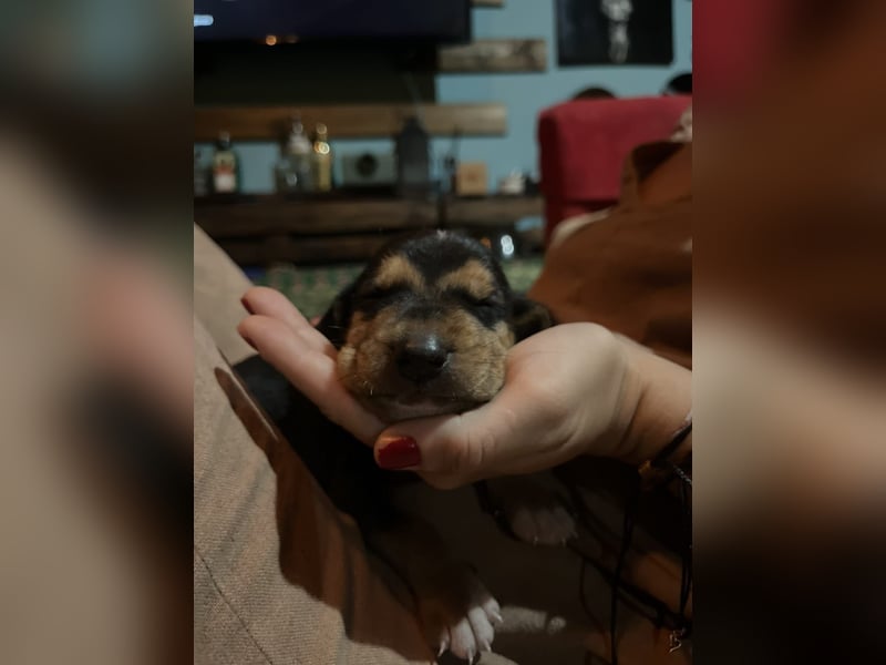 Lio sucht sein Für-immer-Zuhause