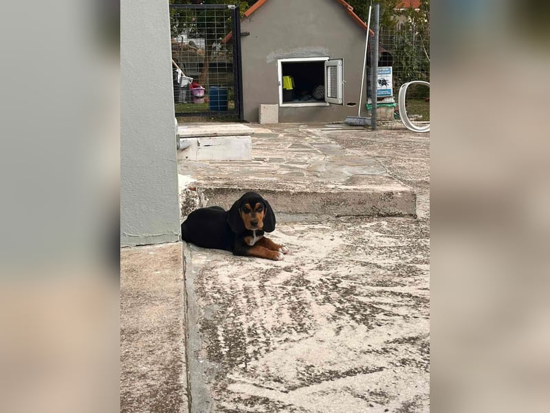 Lio sucht sein Für-immer-Zuhause