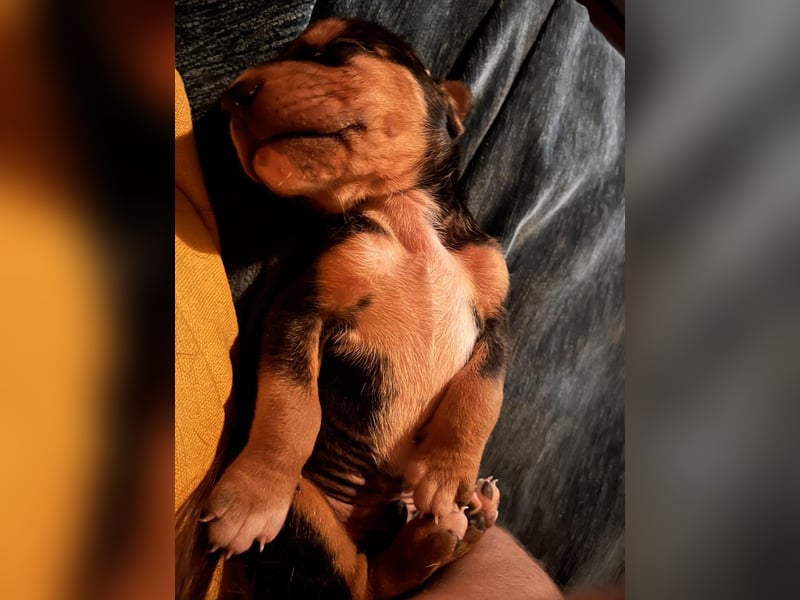 Lio sucht sein Für-immer-Zuhause