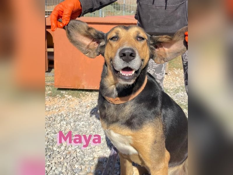 Maya, 07/20 - Traumhündin sucht Zuhause