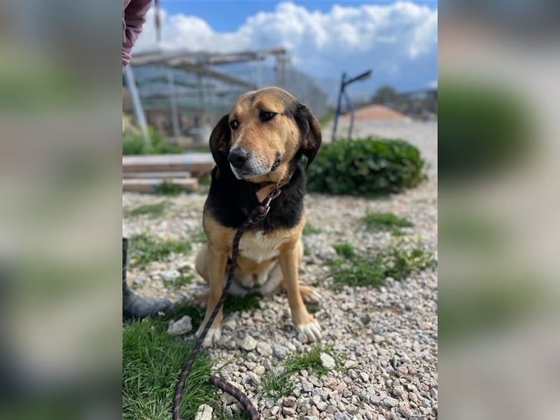 Maya, 07/20 - Traumhündin sucht Zuhause