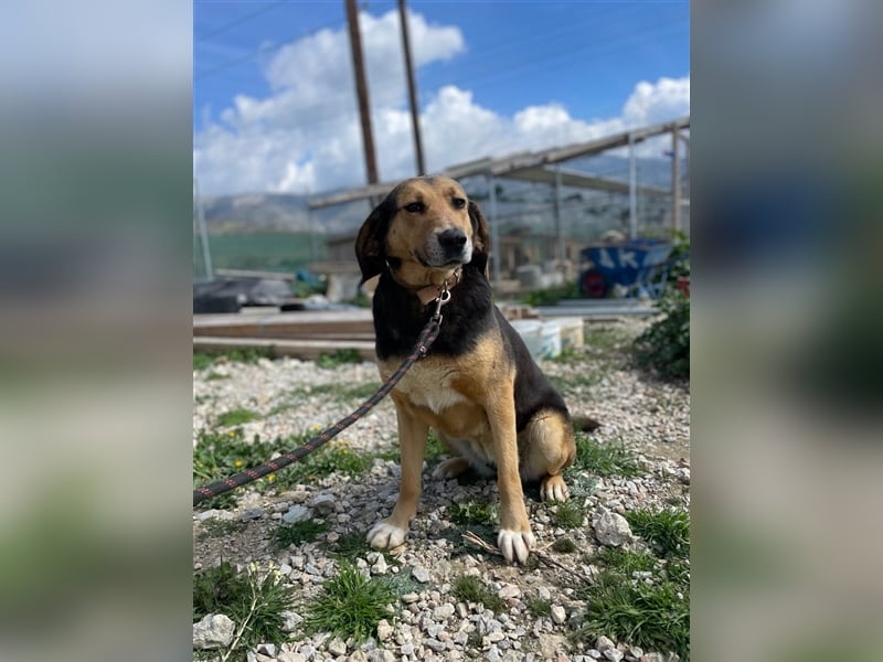 Maya, 07/20 - Traumhündin sucht Zuhause
