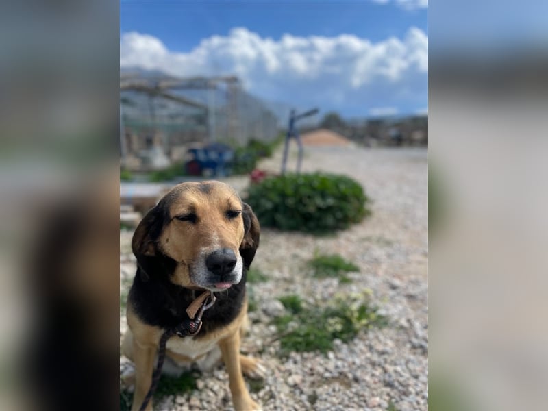 Maya, 07/20 - Traumhündin sucht Zuhause