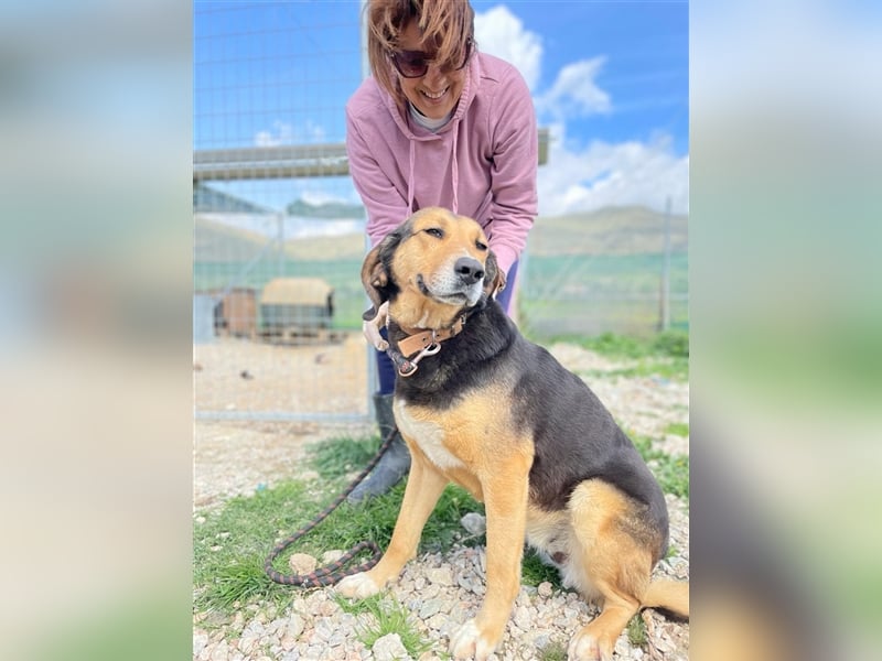 Maya, 07/20 - Traumhündin sucht Zuhause
