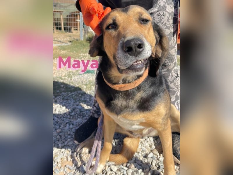 Maya, 07/20 - Traumhündin sucht Zuhause
