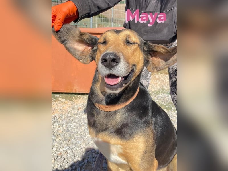 Maya, 07/20 - Traumhündin sucht Zuhause