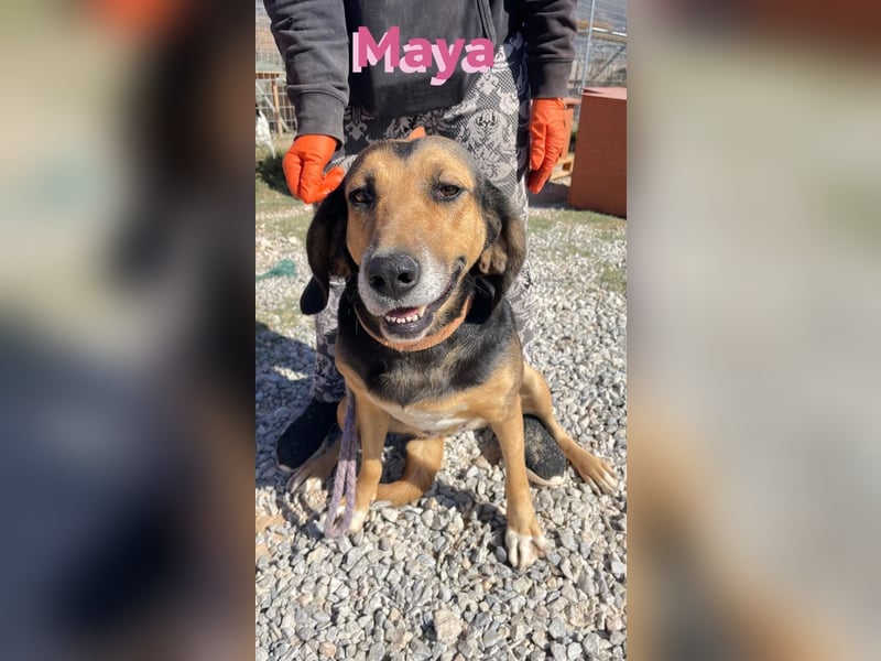 Maya, 07/20 - Traumhündin sucht Zuhause