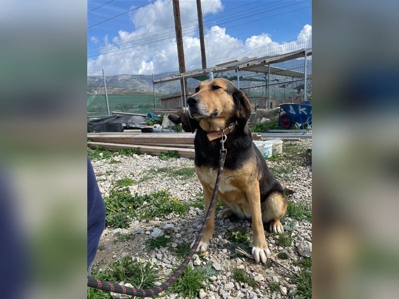 Maya, 07/20 - Traumhündin sucht Zuhause
