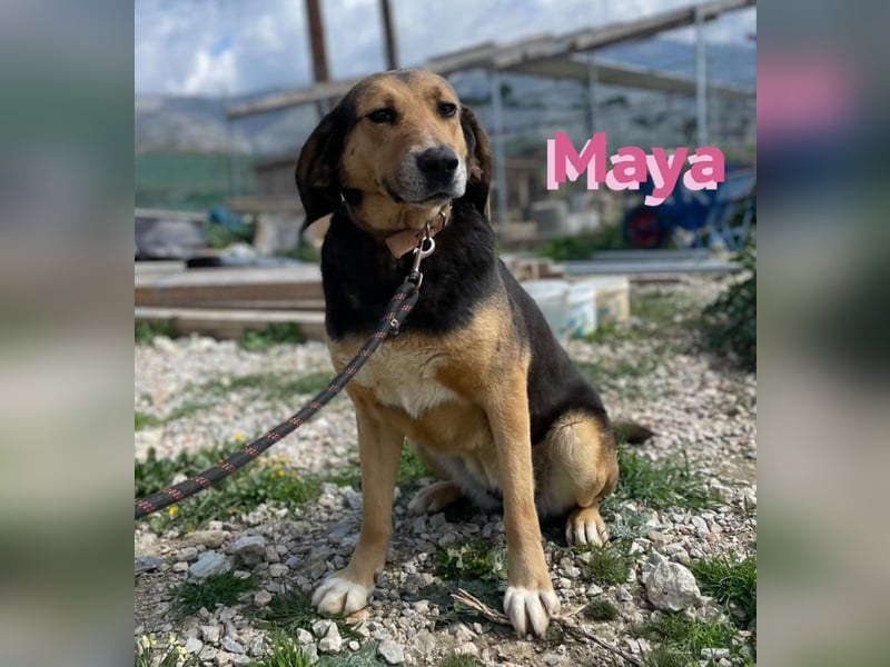 Maya, 07/20 - Traumhündin sucht Zuhause