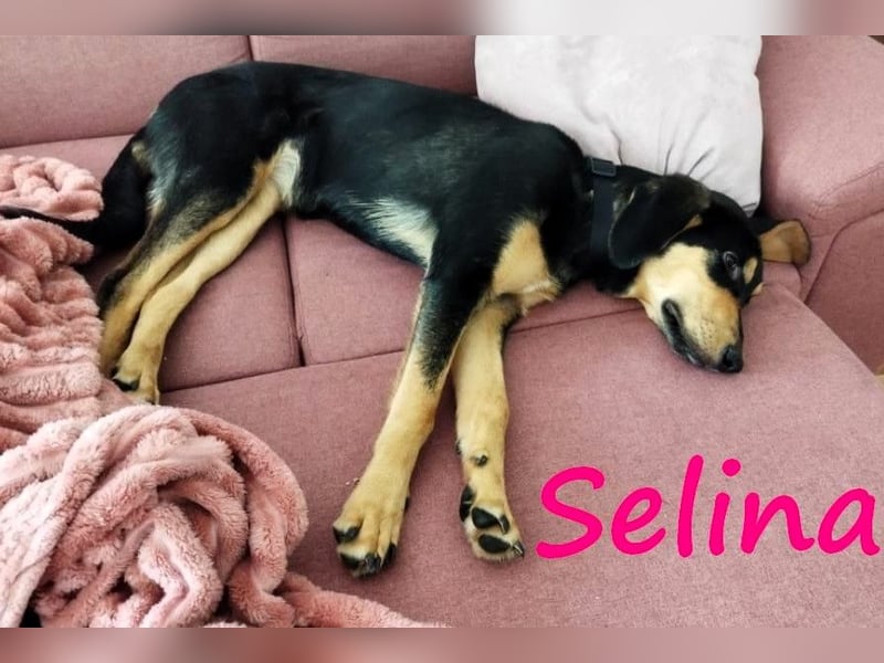 Selina2 geb. 09/2024 (in Deutschland) - aufgeschlossene und kluge Junghündin!