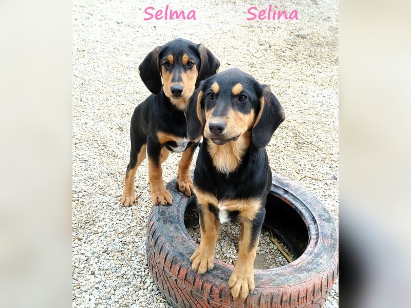 Selina2 geb. 09/2024 (in Deutschland) - aufgeschlossene und kluge Junghündin!