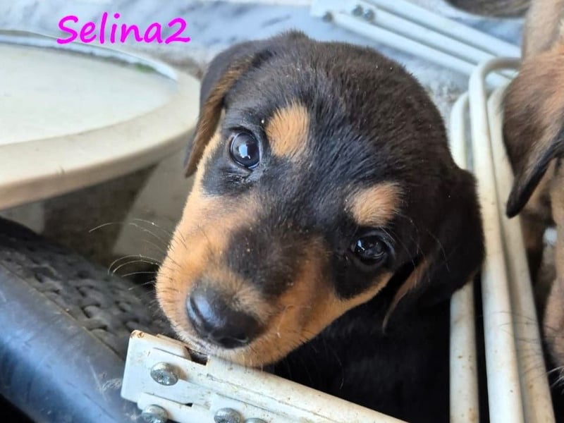 Selina2 geb. 09/2024 (in Deutschland) - aufgeschlossene und kluge Junghündin!