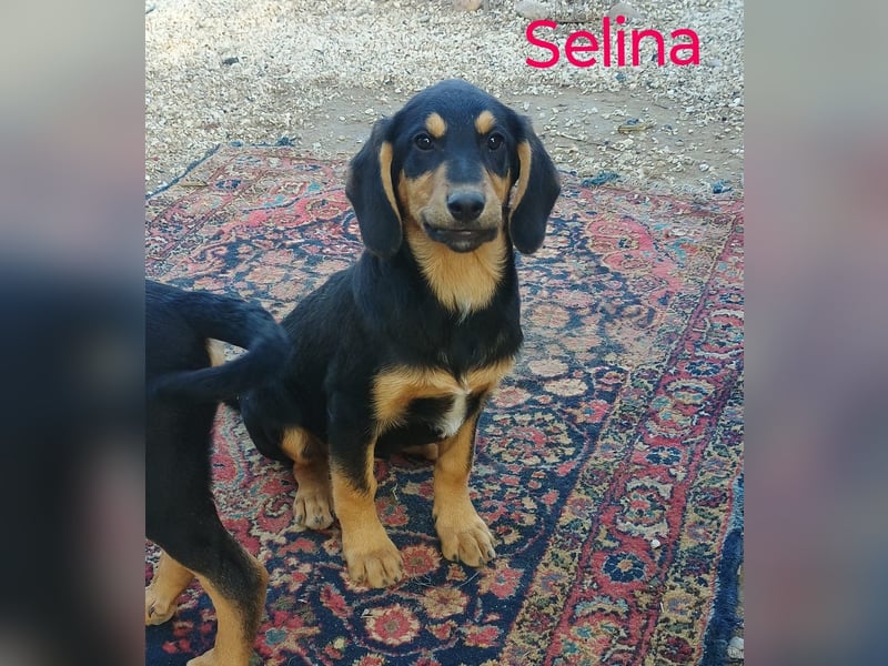 Selina2 geb. 09/2024 (in Deutschland) - aufgeschlossene und kluge Junghündin!
