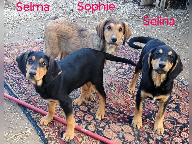 Selina2 geb. 09/2024 (in Deutschland) - aufgeschlossene und kluge Junghündin!