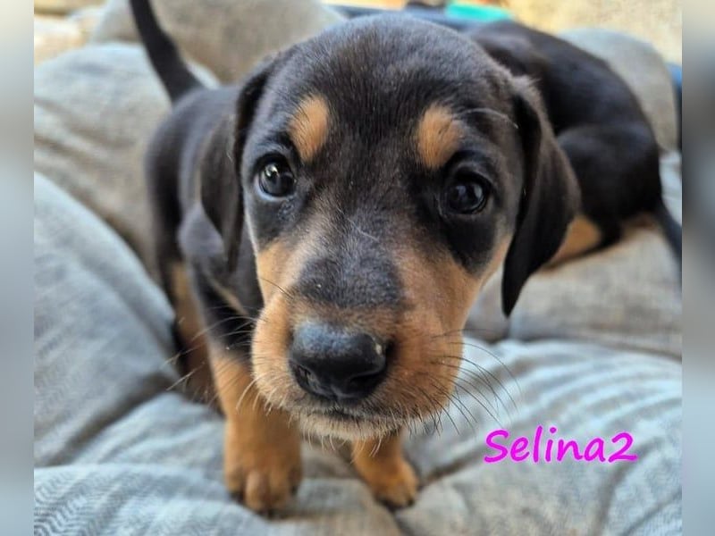 Selina2 geb. 09/2024 (in Deutschland) - aufgeschlossene und kluge Junghündin!