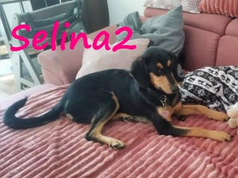 Selina2 geb. 09/2024 (in Deutschland) - aufgeschlossene und kluge Junghündin!