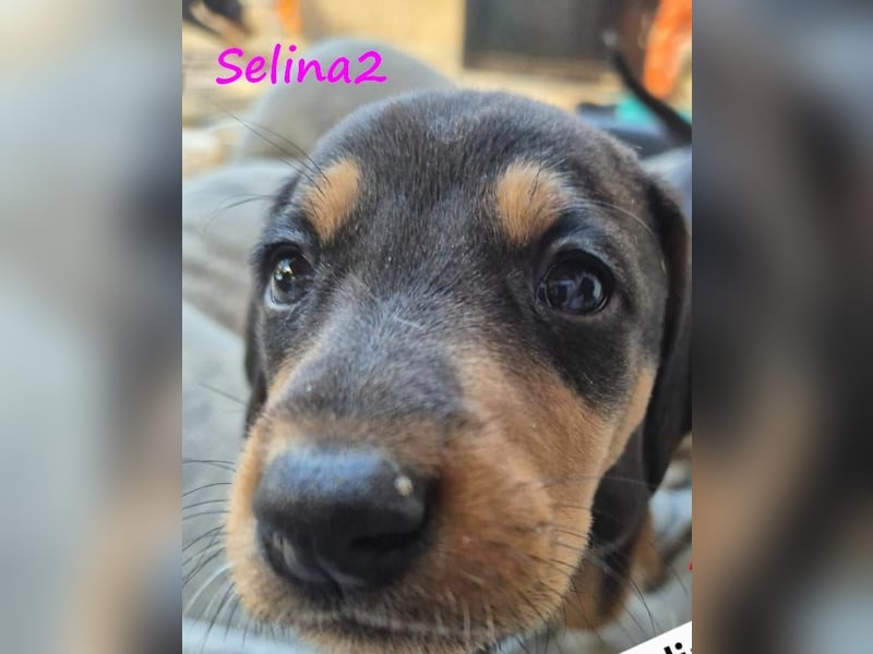 Selina2 geb. 09/2024 (in Deutschland) - aufgeschlossene und kluge Junghündin!