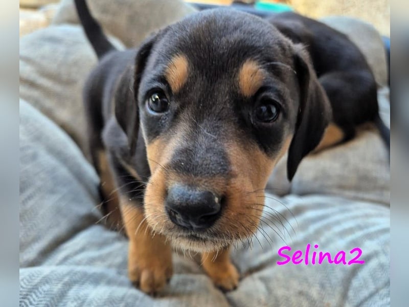 Selina2 geb. 09/2024 (in Deutschland) - aufgeschlossene und kluge Junghündin!