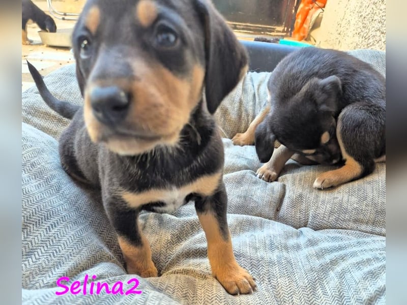 Selina2 geb. 09/2024 (in Deutschland) - aufgeschlossene und kluge Junghündin!