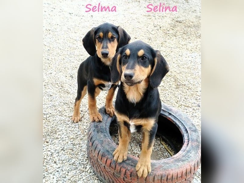 Selina2 geb. 09/2024 (in Deutschland) - aufgeschlossene und kluge Junghündin!