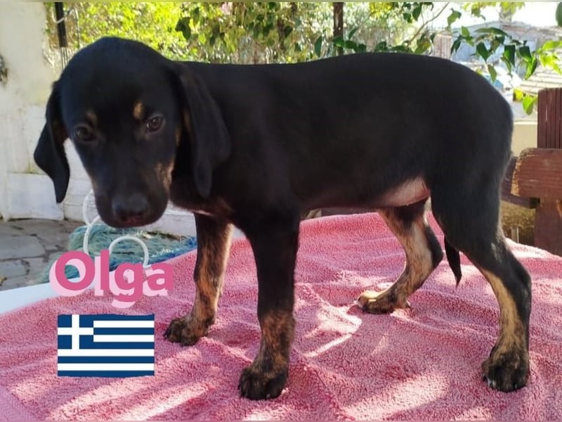 Olga, 01/25 - süßes Schlappöhrchen sucht Familie
