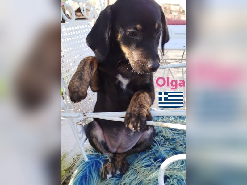 Olga, 01/25 - süßes Schlappöhrchen sucht Familie