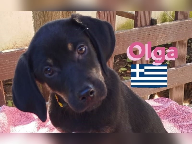 Olga, 01/25 - süßes Schlappöhrchen sucht Familie