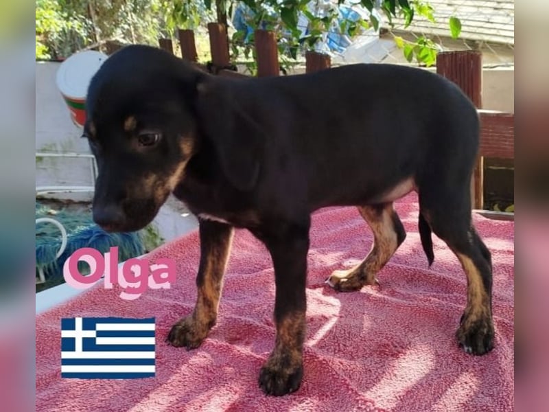 Olga, 01/25 - süßes Schlappöhrchen sucht Familie
