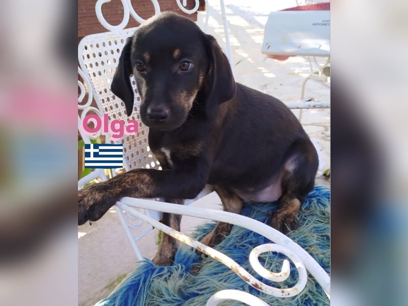 Olga, 01/25 - süßes Schlappöhrchen sucht Familie