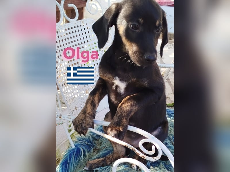Olga, 01/25 - süßes Schlappöhrchen sucht Familie