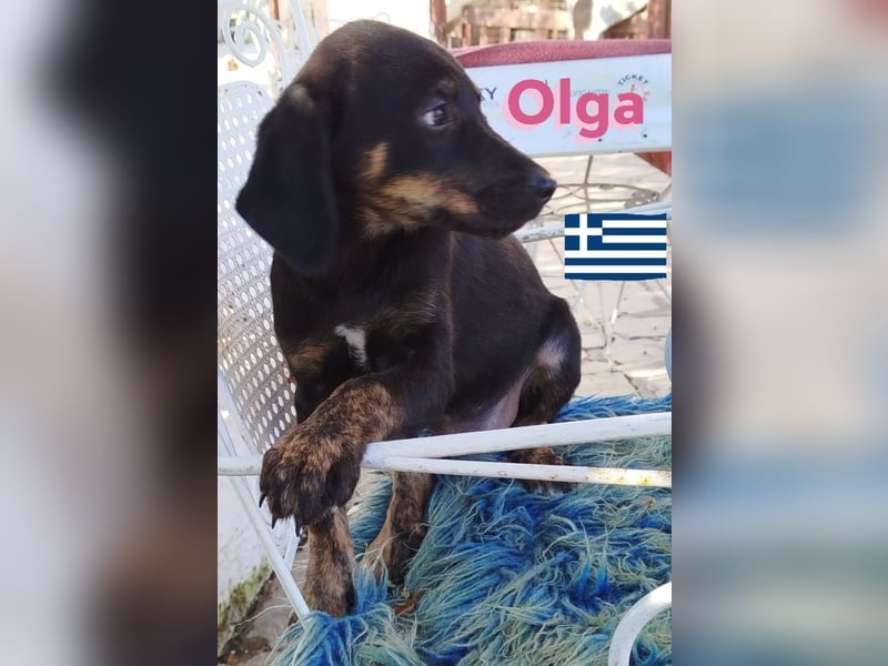 Olga, 01/25 - süßes Schlappöhrchen sucht Familie