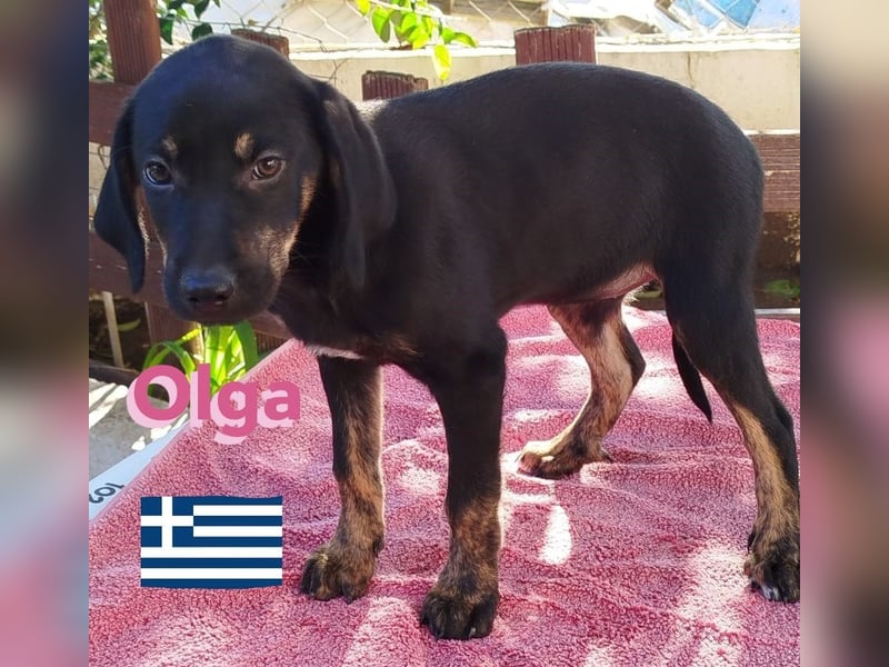 Olga, 01/25 - süßes Schlappöhrchen sucht Familie