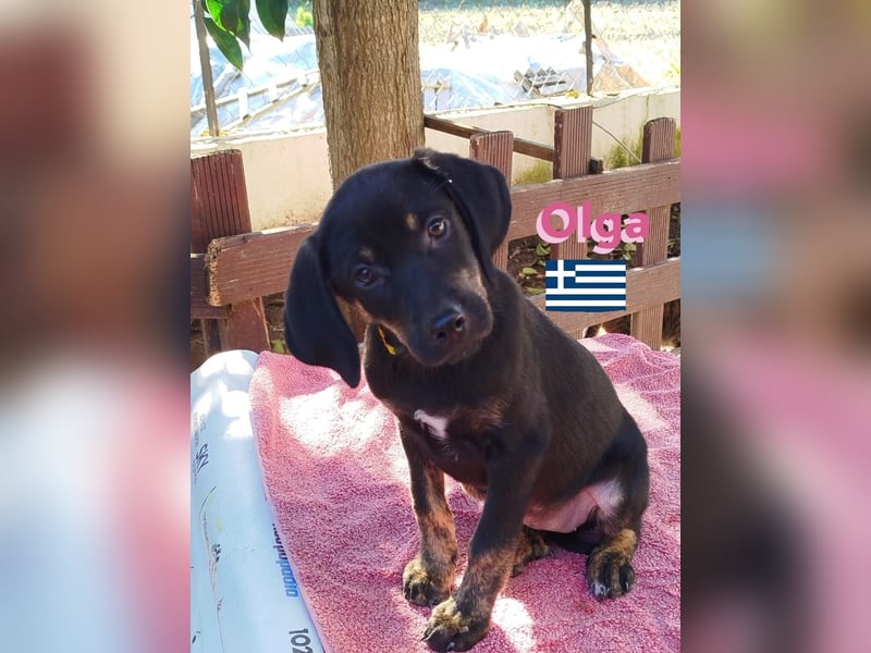 Olga, 01/25 - süßes Schlappöhrchen sucht Familie