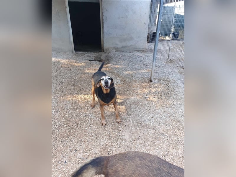 Yasemine sucht ein Zuhause