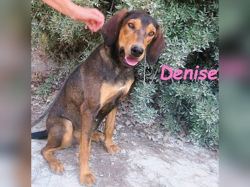 Denise geb. 06/2022 (GRC) - ausgeglichene und sanfte Griechische Jagdhhund Mix Dame!