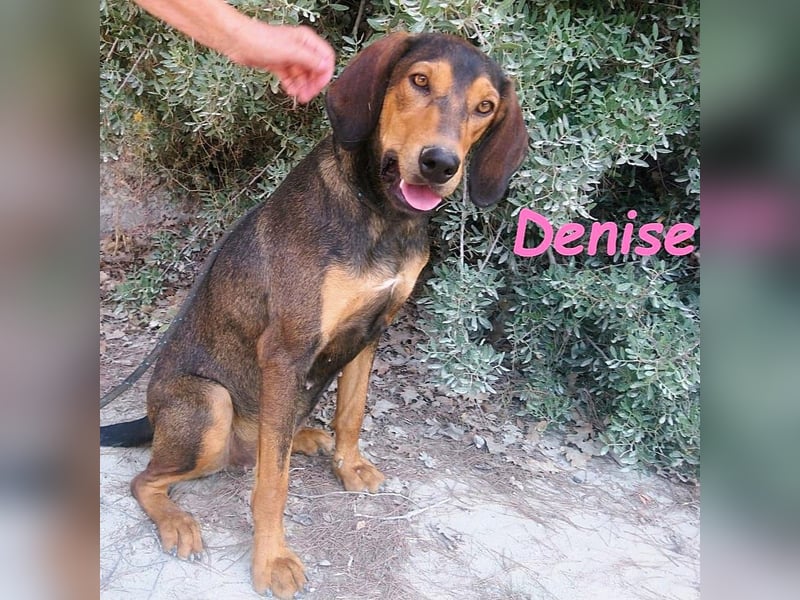 Denise geb. 06/2022 (GRC) - ausgeglichene und sanfte Griechische Jagdhhund Mix Dame!