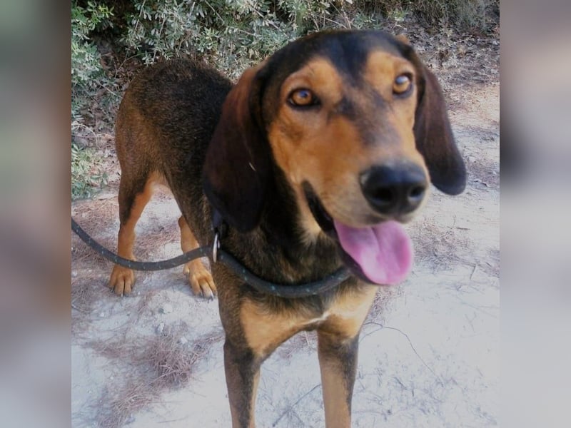 Denise geb. 06/2022 (GRC) - ausgeglichene und sanfte Griechische Jagdhhund Mix Dame!