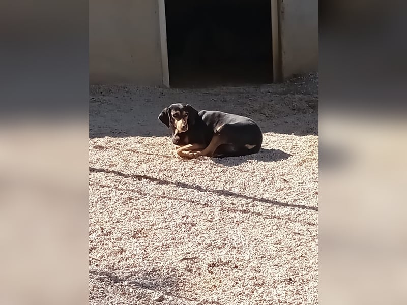 Esme sucht ein Zuhause