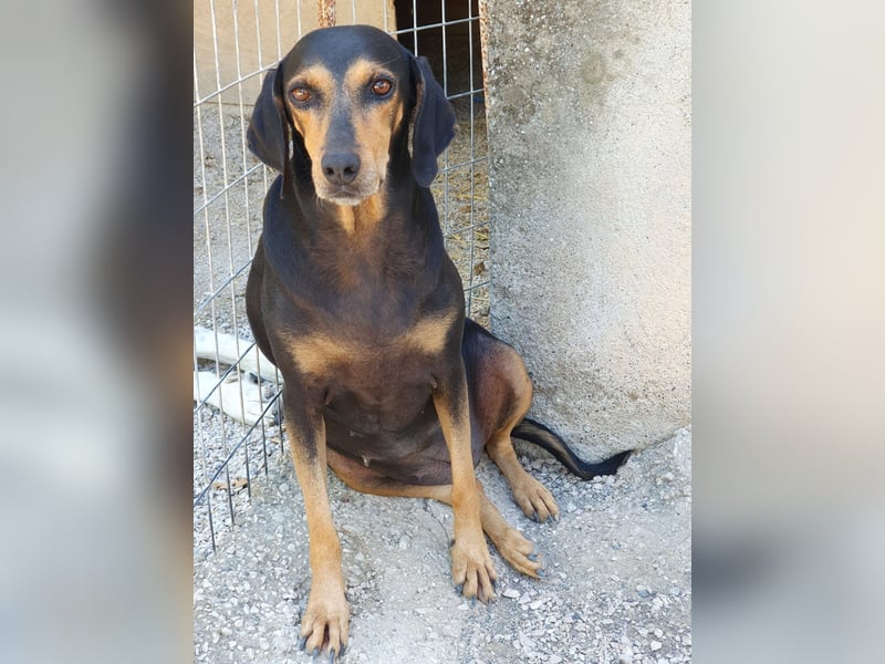 Esme sucht ein Zuhause