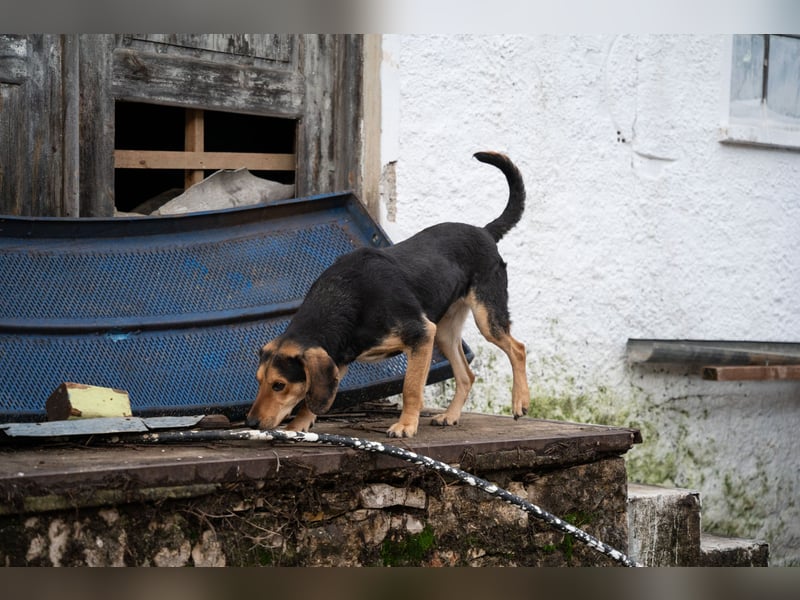 Ares: Jagdhund-Mix auf der Suche nach Glück