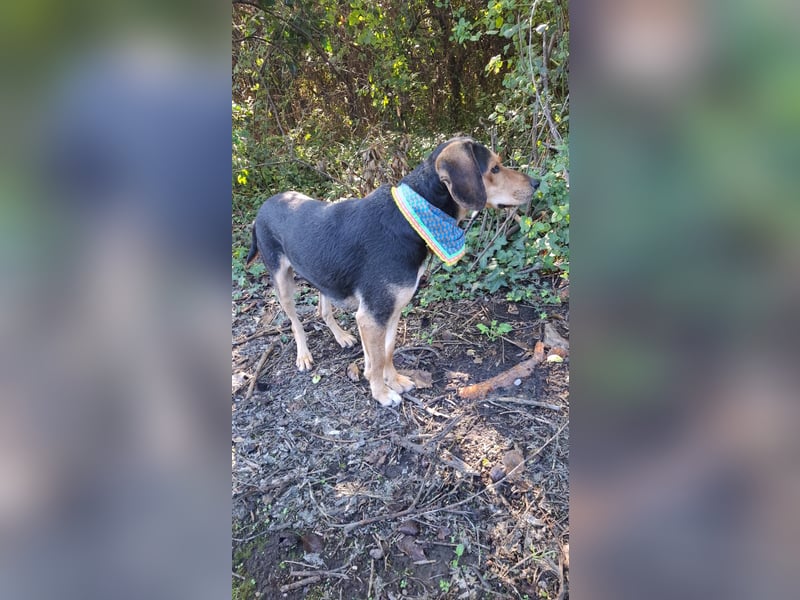 Ares: Jagdhund-Mix auf der Suche nach Glück