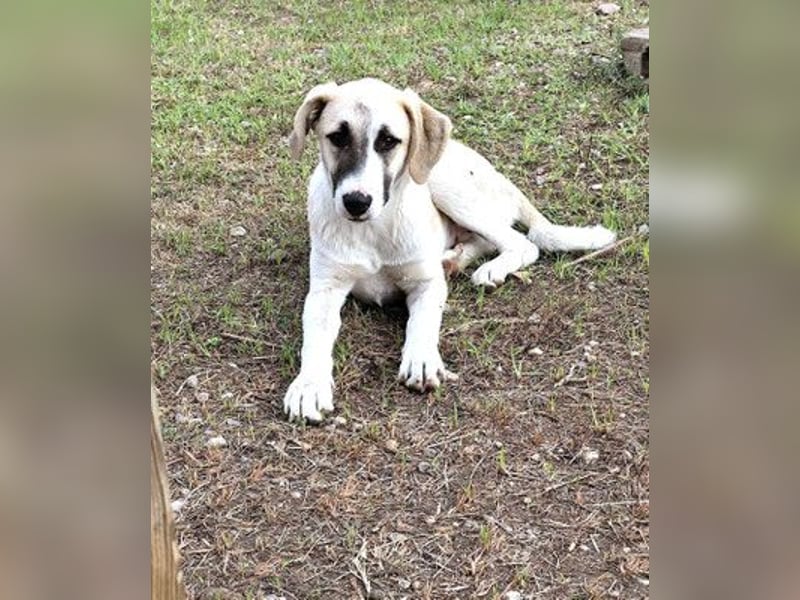 Aenna - freundliches Hundekind