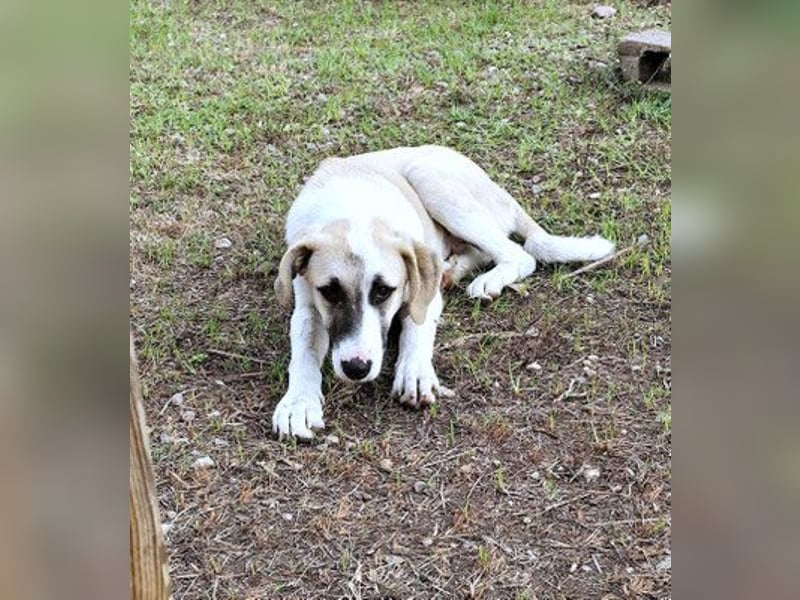 Aenna - freundliches Hundekind