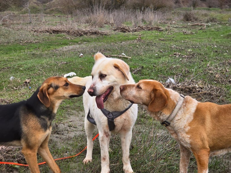Malou – Manche Hunde tragen Narben.