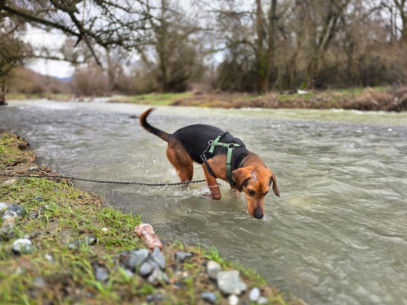 Malou – Manche Hunde tragen Narben.